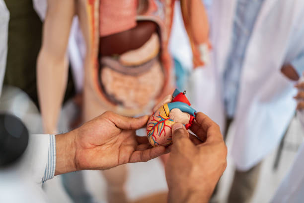 Heart Anatomy and Physiology Online Course: Learning About Your Most Important Organ